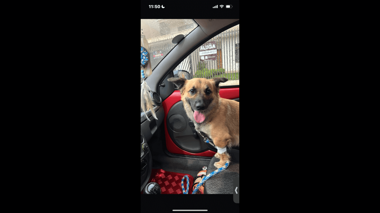 Cachorro Ogum desapareceu no bairro Alto Alegre Cachorro Ogum desapareceu no bairro Alto Alegre