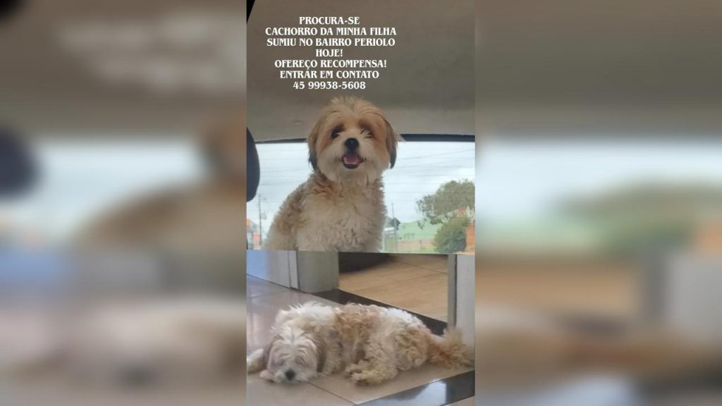 Cachorro Floquinho desapareceu no bairro Periolo Cachorro Floquinho desapareceu no bairro Periolo
