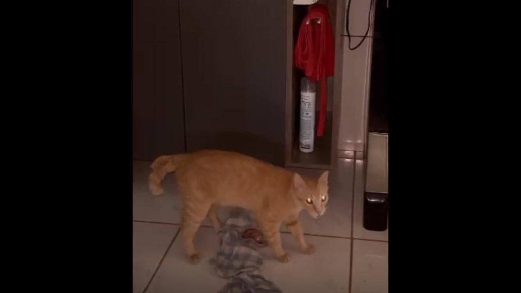 Gato Abel desapareceu no bairro Floresta Gato Abel desapareceu no bairro Floresta