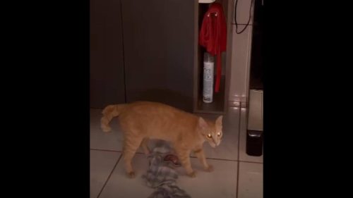 Gato Abel desapareceu no bairro Floresta Gato Abel desapareceu no bairro Floresta