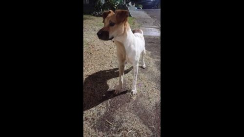 Cachorro é encontrado no bairro Santa Felicidade Cachorro é encontrado no bairro Santa Felicidade