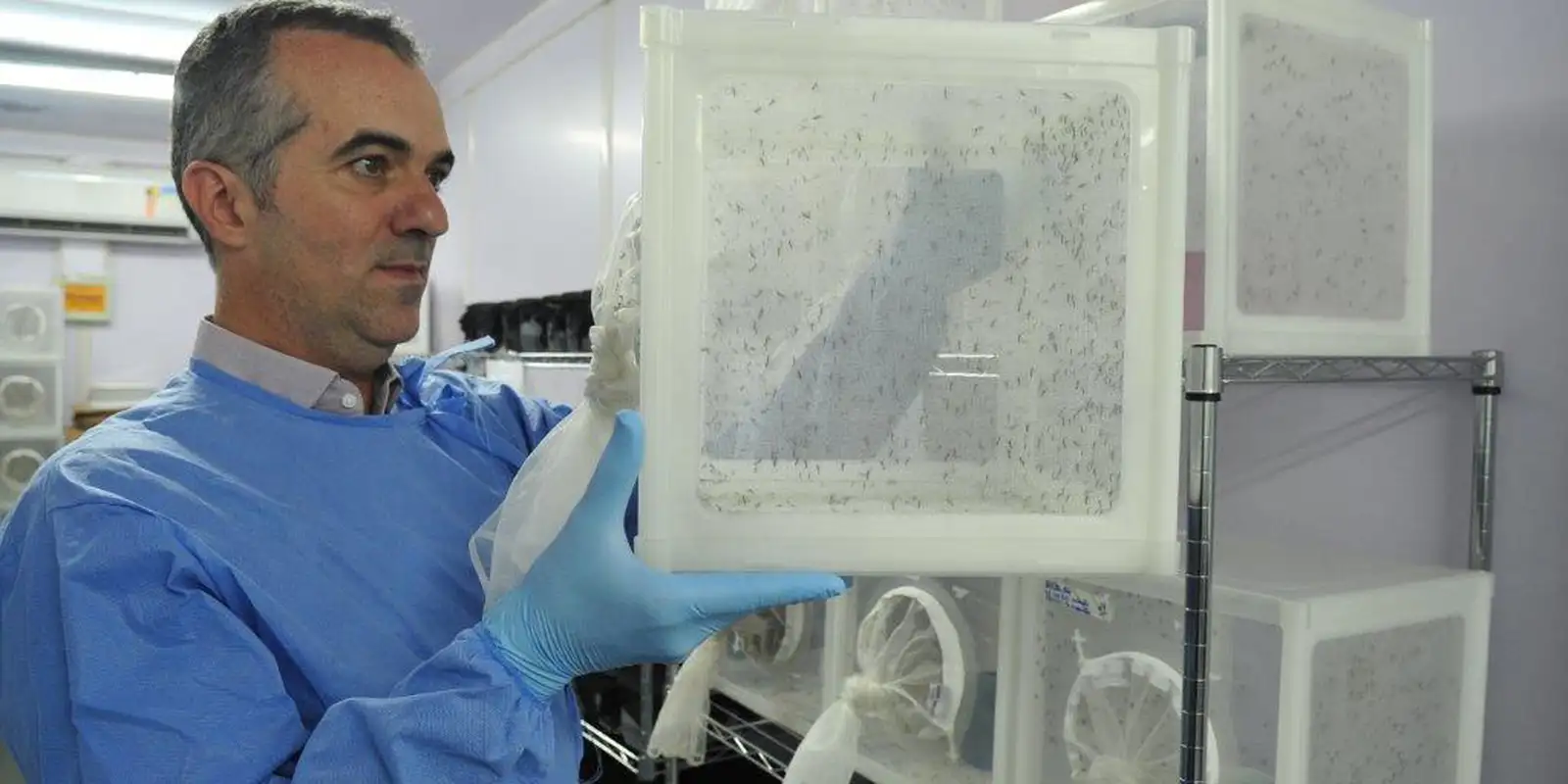 Brasileiro criador do "Aedes" que bloqueia dengue é eleito pela Nature Brasileiro criador do "Aedes" que bloqueia dengue é eleito pela Nature