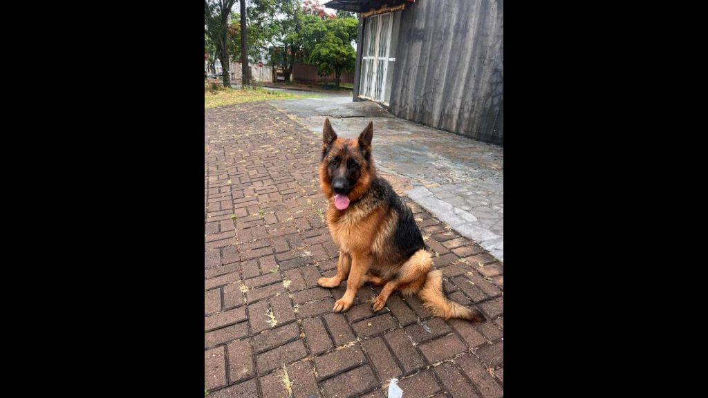 Cachorro é encontrado no bairro São Cristóvão Cachorro é encontrado no bairro São Cristóvão