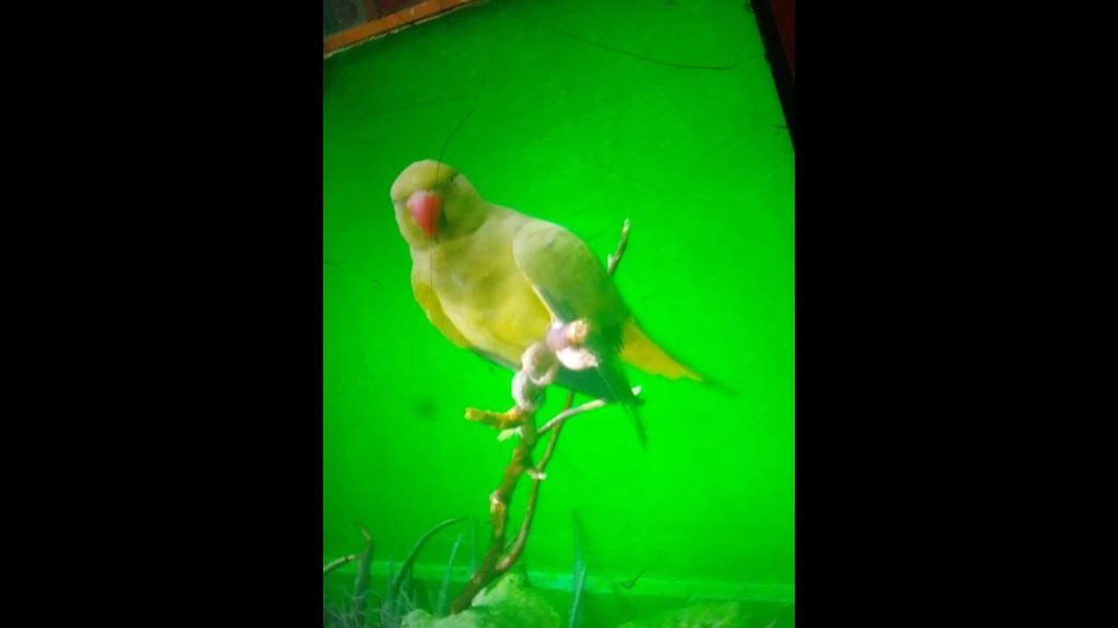 Periquito Abel desapareceu no bairro Periolo Periquito Abel desapareceu no bairro Periolo