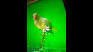 Periquito Abel desapareceu no bairro Periolo Imagem referente a Periquito Abel desapareceu no bairro Periolo