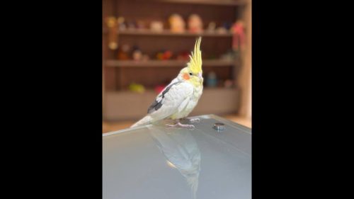 Calopsita é encontrado no bairro Centro Calopsita é encontrado no bairro Centro