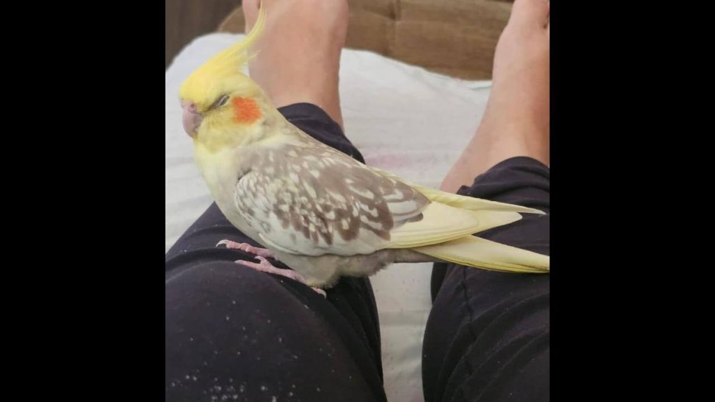 Calopsita Nenezinho desapareceu no bairro Jardim Cristal Calopsita Nenezinho desapareceu no bairro Jardim Cristal