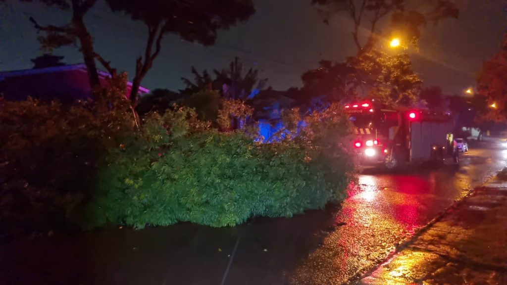 Galho de árvore de grande porte cai e deixa via parcialmente interditada no XIV de Novembro Galho de árvore de grande porte cai e deixa via parcialmente interditada no XIV de Novembro