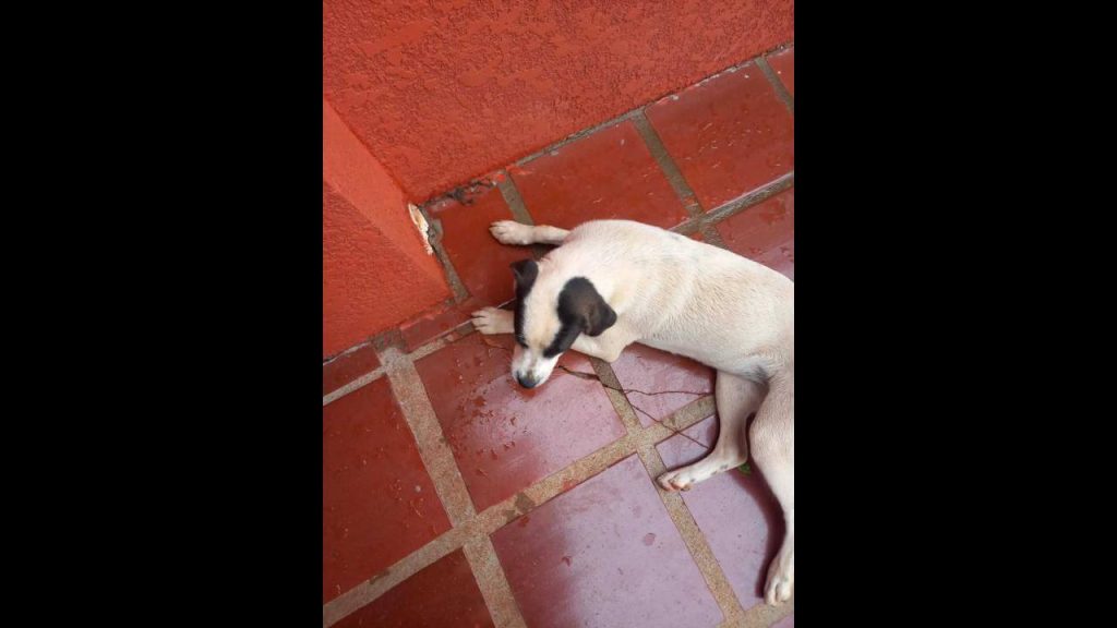 Cachorra Rita desapareceu no bairro São Cristóvão Cachorra Rita desapareceu no bairro São Cristóvão