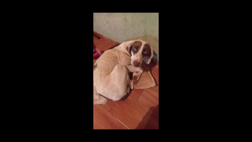 Cachorra Nina desapareceu no bairro Pacaembu Cachorra Nina desapareceu no bairro Pacaembu