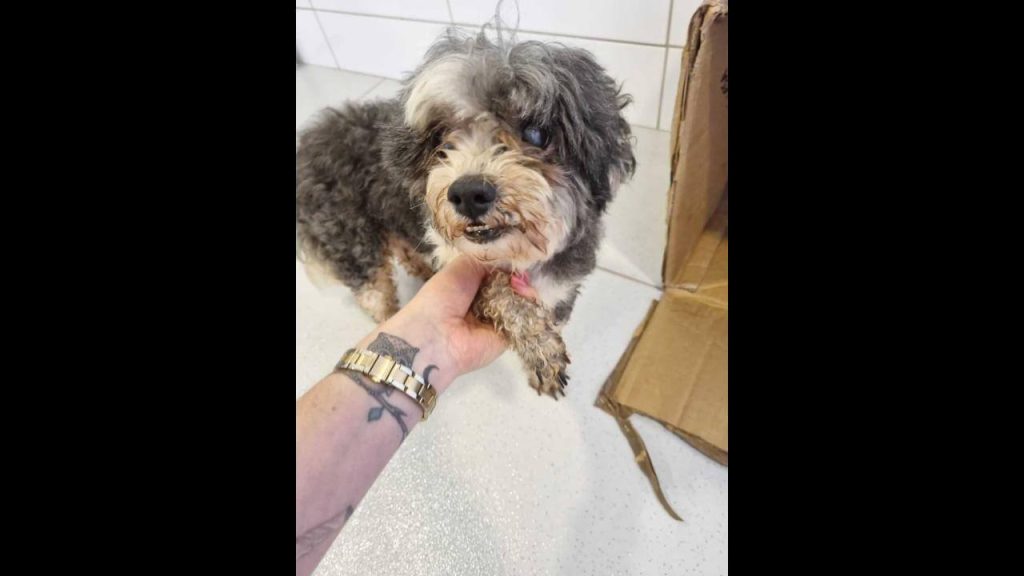 Cachorro é encontrado no bairro Pacaembu Cachorro é encontrado no bairro Pacaembu