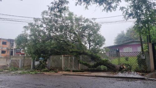 Árvore de grande porte cai na Vila Tolentino, derruba poste, deixa casas sem luz e acesso Árvore de grande porte cai na Vila Tolentino, derruba poste, deixa casas sem luz e acesso