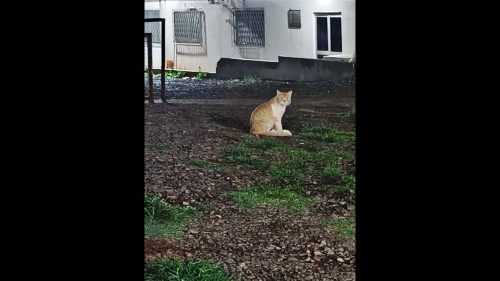 Gato e gatoeira desaparecem no bairro Santo Onofre Gato e gatoeira desaparecem no bairro Santo Onofre