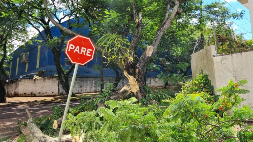 Árvore cai, rompe cabos e mobiliza Bombeiros em Cascavel Árvore cai, rompe cabos e mobiliza Bombeiros em Cascavel