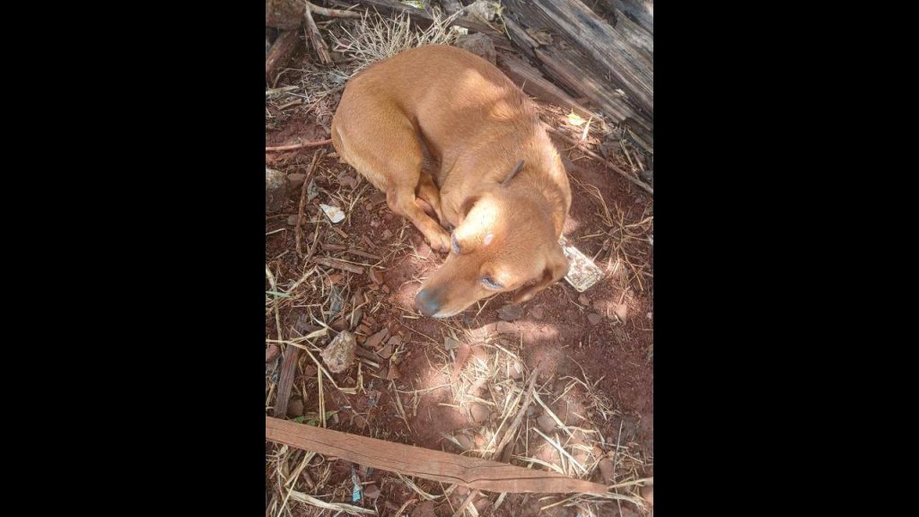 Cachorra é encontrada no bairro Universitário Cachorra é encontrada no bairro Universitário