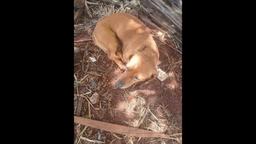 Cachorra é encontrada no bairro Universitário Cachorra é encontrada no bairro Universitário