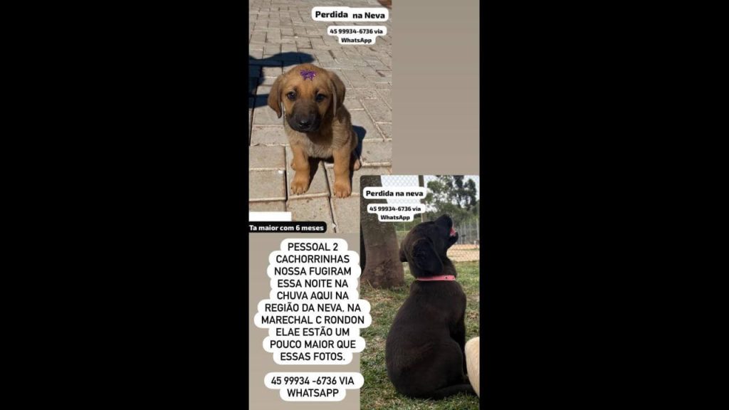 Cachorras Bola e Safira desapareceram no bairro Neva Cachorras Bola e Safira desapareceram no bairro Neva