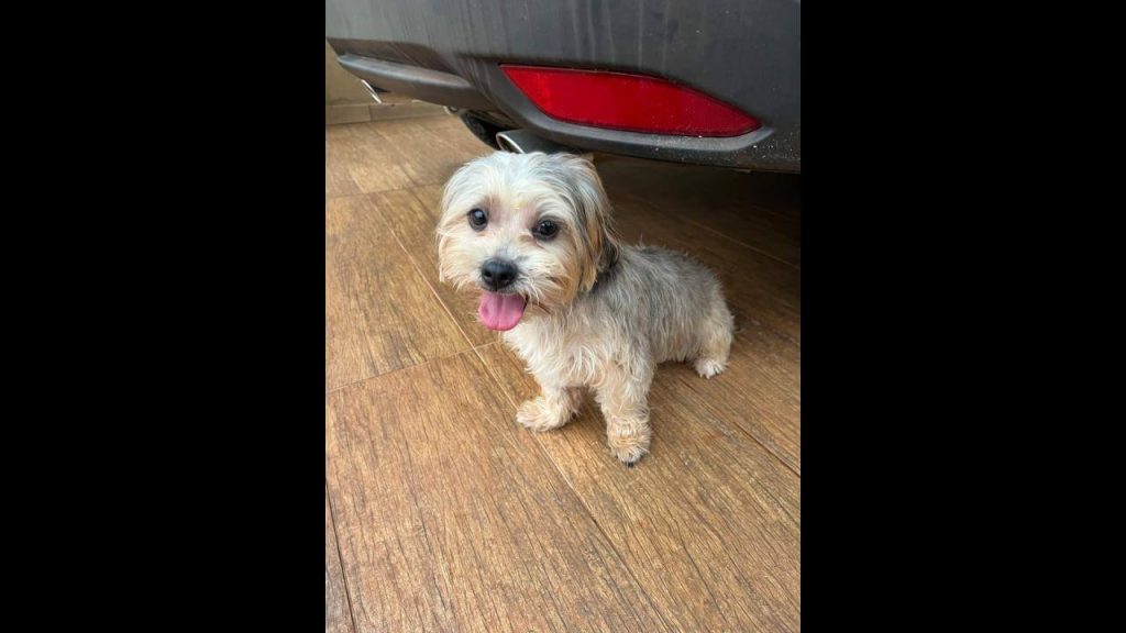 Cachorra é encontrada no bairro Centro Cachorra é encontrada no bairro Centro