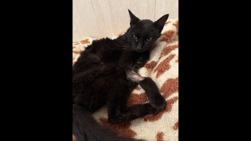 Imagem referente a Gata é encontrada no bairro Parque Verde