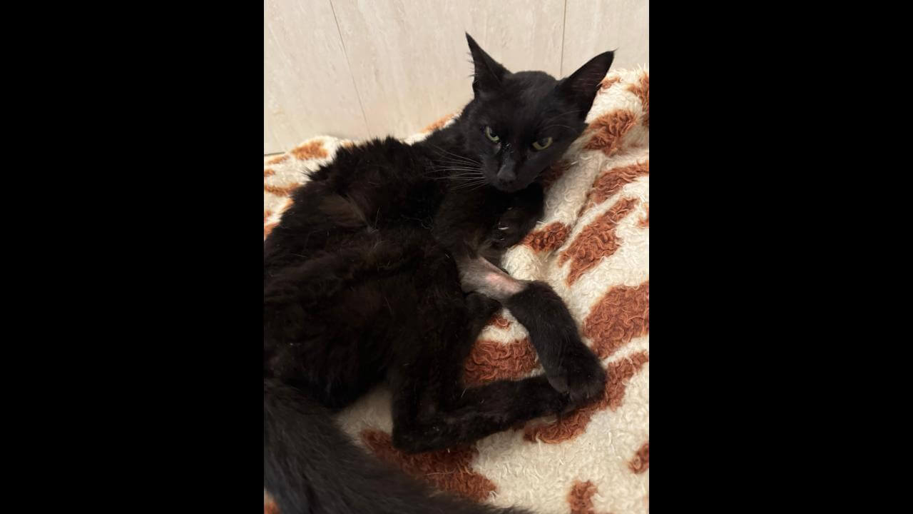 Gata é encontrada no bairro Parque Verde Gata é encontrada no bairro Parque Verde