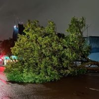 Ventania derruba árvore gigante e fecha rua no centro de Cascavel pela terceira vez este ano Imagem referente a Ventania derruba árvore gigante e fecha rua no centro de Cascavel pela terceira vez este ano