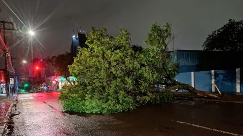 Ventania derruba árvore gigante e fecha rua no centro de Cascavel pela terceira vez este ano Imagem referente a Ventania derruba árvore gigante e fecha rua no centro de Cascavel pela terceira vez este ano
