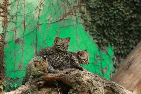 Filhotes raros agitam aniversário do Zoo de Cascavel: escolha os nomes! Imagem referente a Filhotes raros agitam aniversário do Zoo de Cascavel: escolha os nomes!