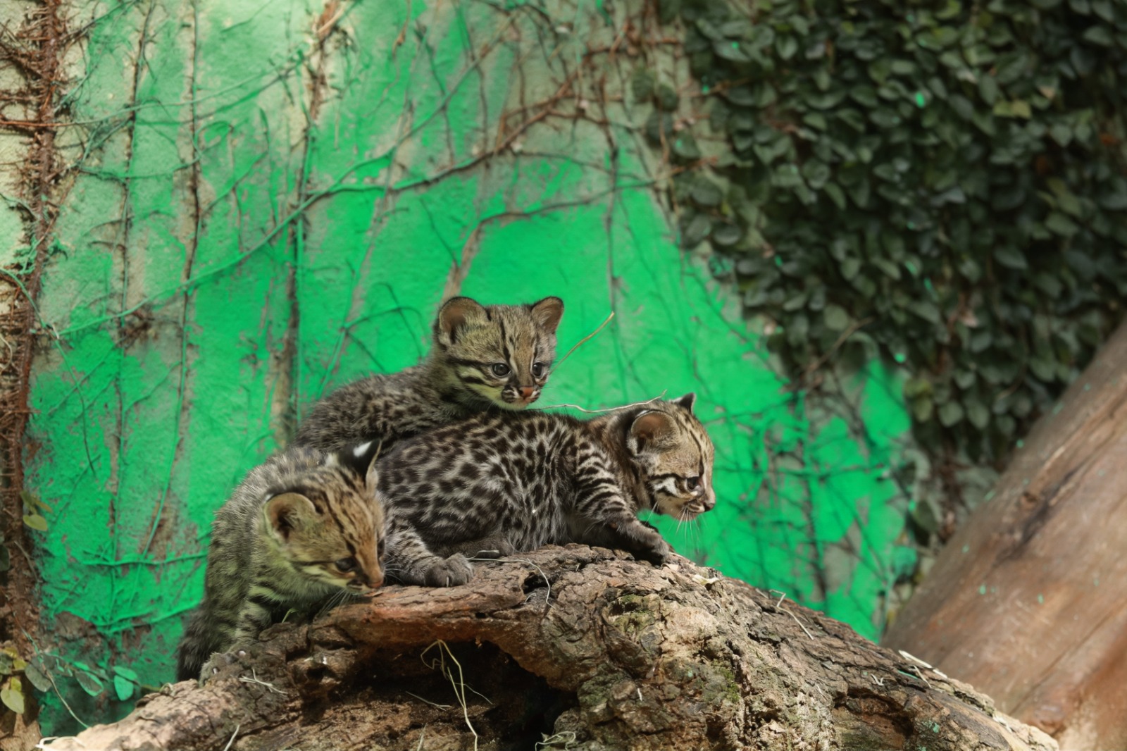 Filhotes raros agitam aniversário do Zoo de Cascavel: escolha os nomes!
