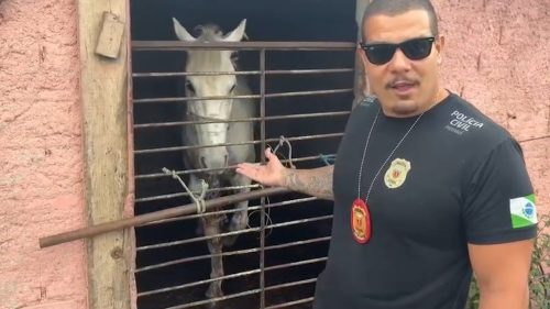 PCPR prende homem e resgata cavalo vítima de maus-tratos em Pinhais PCPR prende homem e resgata cavalo vítima de maus-tratos em Pinhais