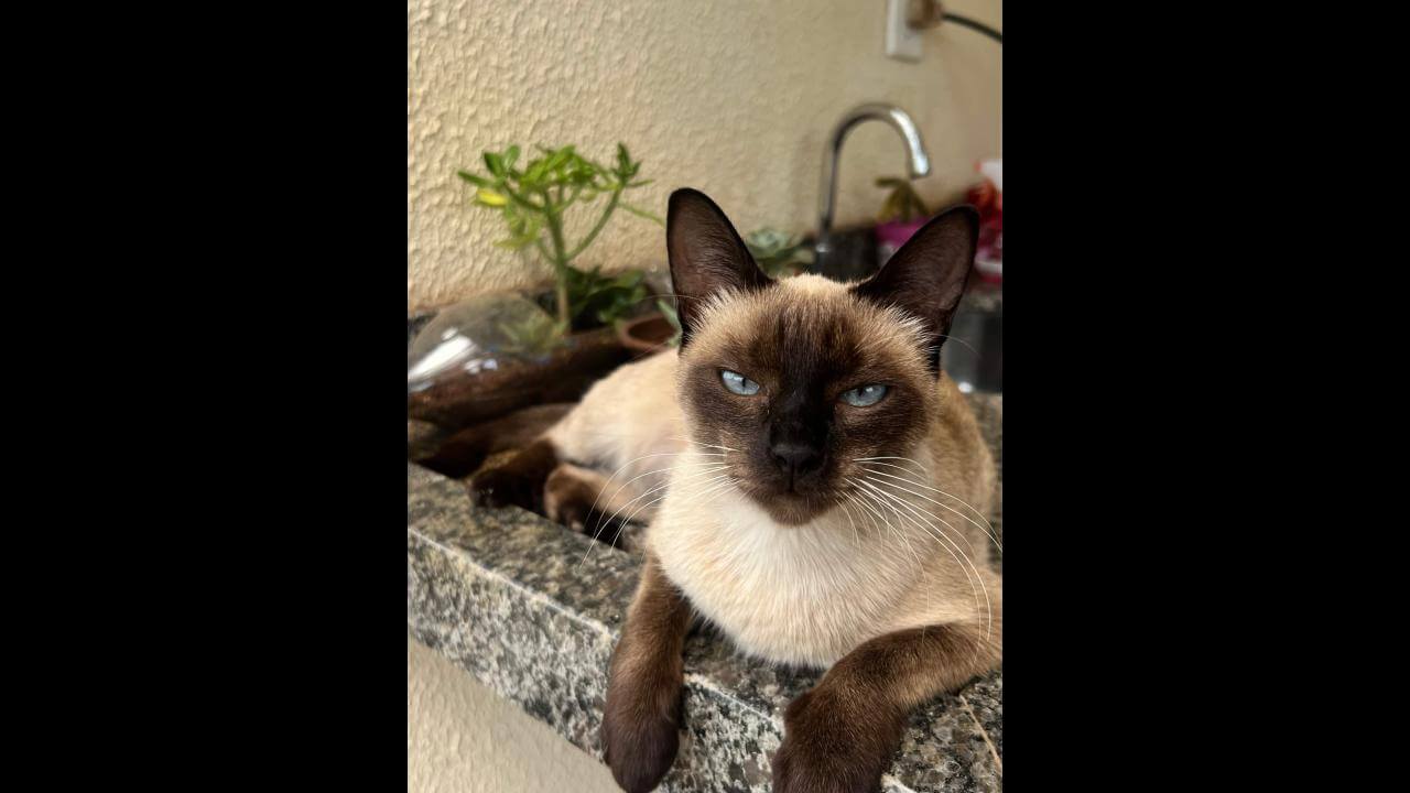Gata Pandora desapareceu no bairro Alto Alegre