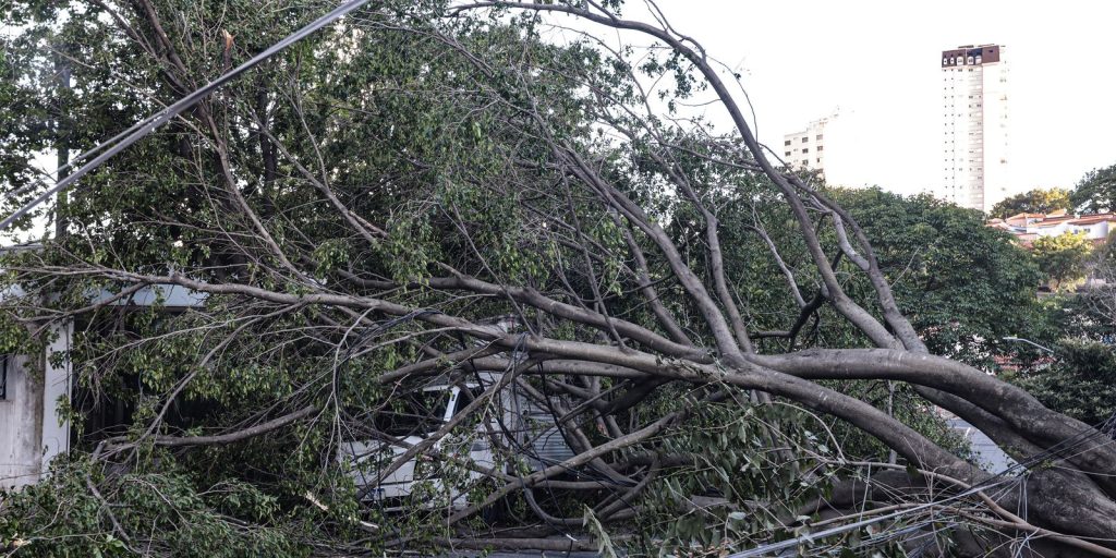Defesa Civil de SP recebe 514 chamados por quedas de árvores Defesa Civil de SP recebe 514 chamados por quedas de árvores