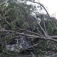 Defesa Civil de SP recebe 514 chamados por quedas de árvores Imagem referente a Defesa Civil de SP recebe 514 chamados por quedas de árvores