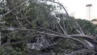 Defesa Civil de SP recebe 514 chamados por quedas de árvores