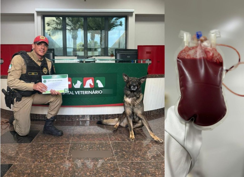 Herói de Patas: Cão Policial doa sangue para hospital veterinário em Cascavel Herói de Patas: Cão Policial doa sangue para hospital veterinário em Cascavel