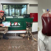 Herói de Patas: Cão Policial doa sangue para hospital veterinário em Cascavel Imagem referente a Herói de Patas: Cão Policial doa sangue para hospital veterinário em Cascavel