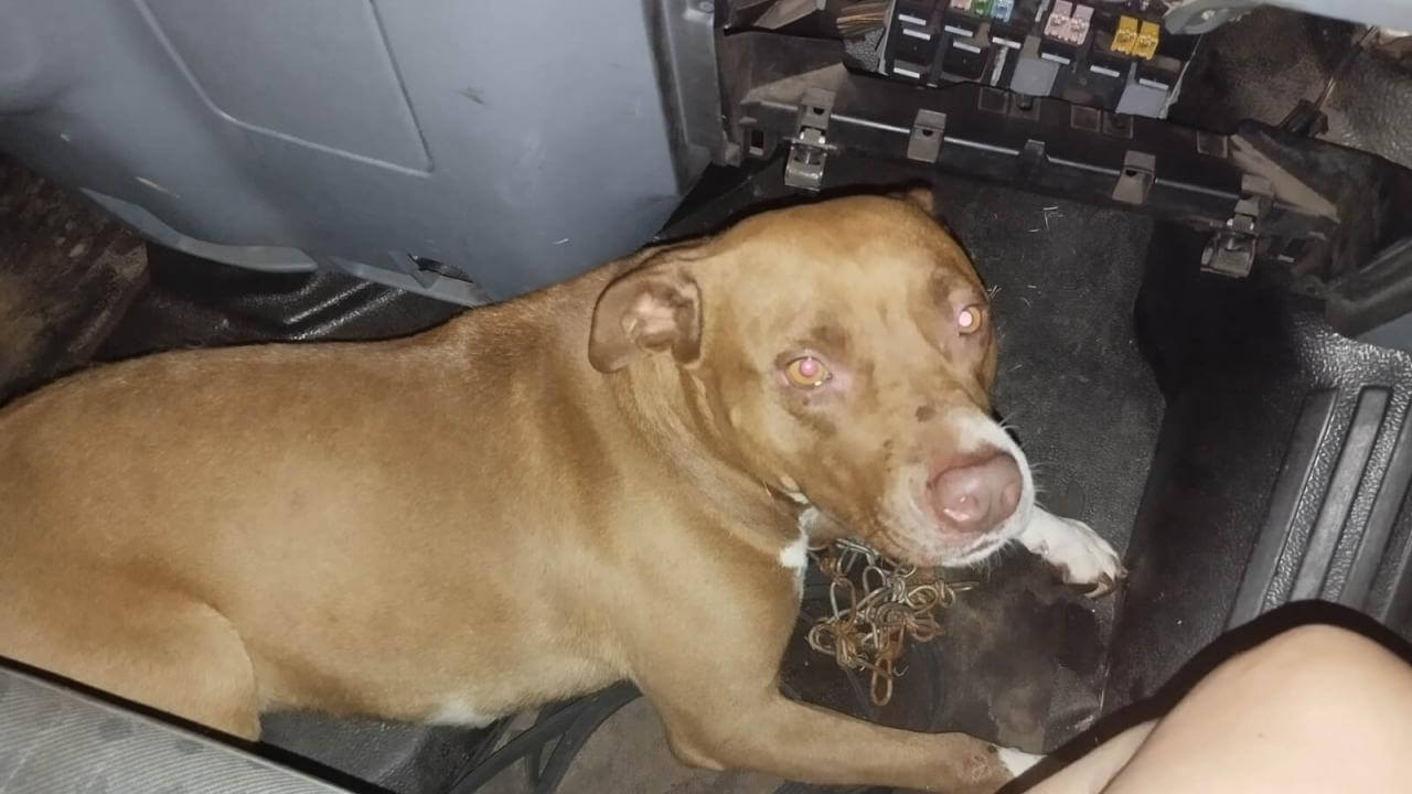 Cachorra é encontrada no bairro Santa Felicidade