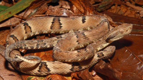 Jararaca é encontrada após queda de árvore e capturada pelo Corpo de Bombeiros Jararaca é encontrada após queda de árvore e capturada pelo Corpo de Bombeiros