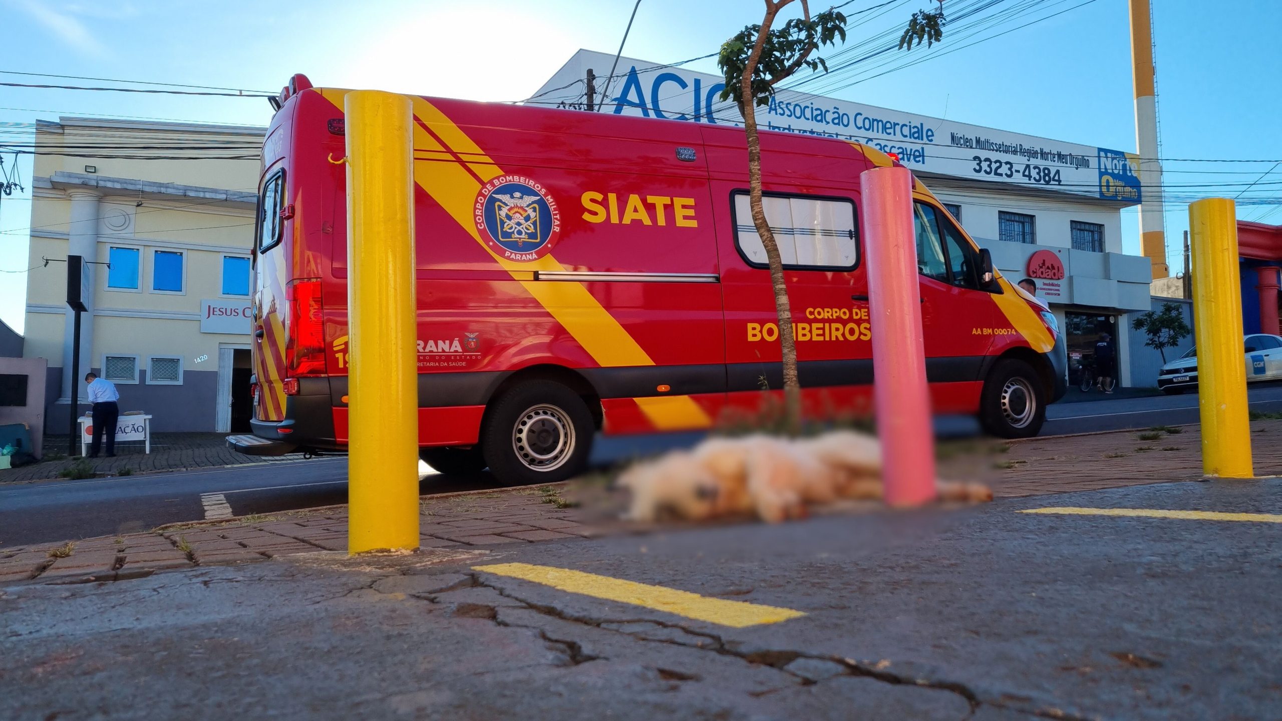 Atropelamento na Avenida Papagaios: Cachorro morre e motociclistas ficam feridos Imagem referente a Atropelamento na Avenida Papagaios: Cachorro morre e motociclistas ficam feridos