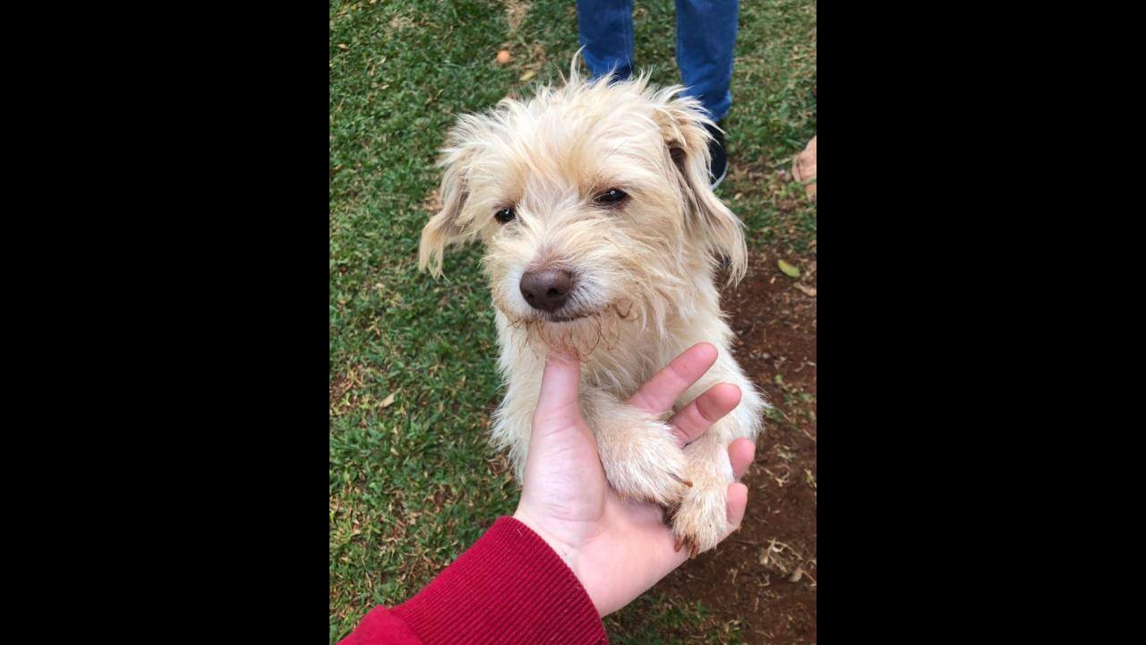 Cachorro Ximixui desapareceu no bairro 14 de Novembro