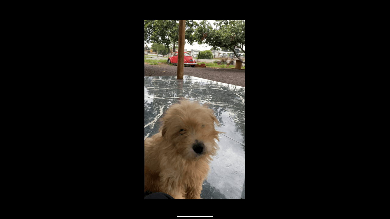 Cachorro Pelúcio desapareceu no bairro BR 277