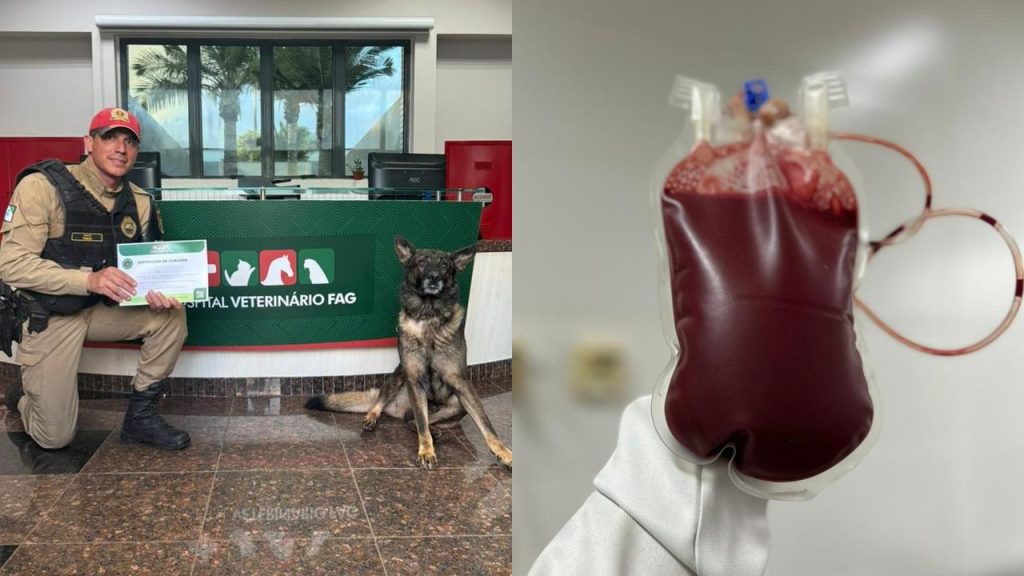 Cão policial do BPRv doa sangue para salvar vidas de outros pets Cão policial do BPRv doa sangue para salvar vidas de outros pets