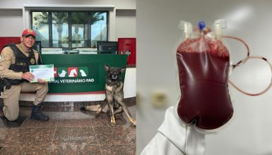 Cão policial do BPRv doa sangue para salvar vidas de outros pets Imagem referente a Cão policial do BPRv doa sangue para salvar vidas de outros pets