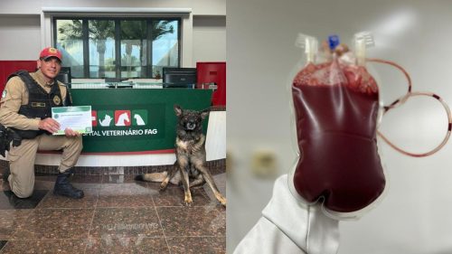 Cão policial do BPRv doa sangue para salvar vidas de outros pets Imagem referente a Cão policial do BPRv doa sangue para salvar vidas de outros pets