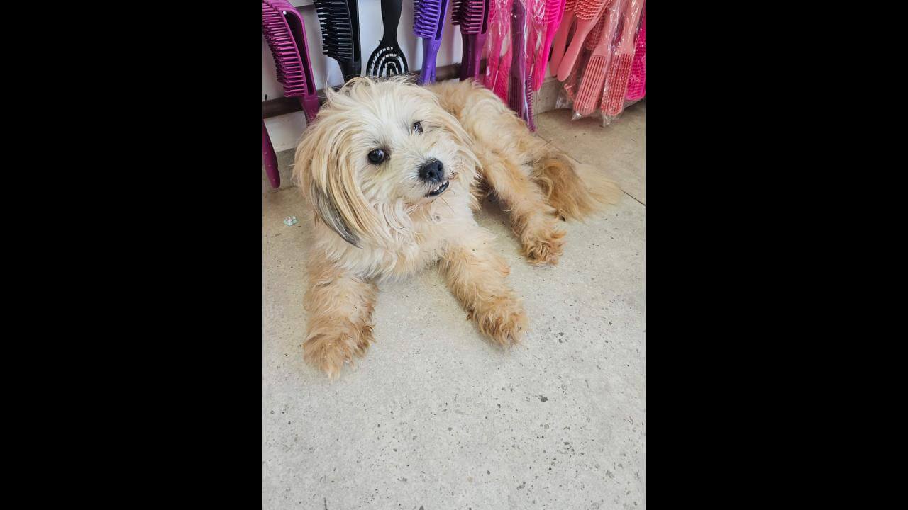 Cachorro é encontrado no bairro Fag