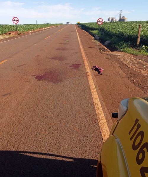 Imagem referente a Motorista foge após atropelar pedestre na PR-180 e deixar vítima em estado grave