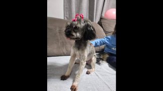 Cachorra Mel desapareceu no bairro Claudete Imagem referente a Cachorra Mel desapareceu no bairro Claudete