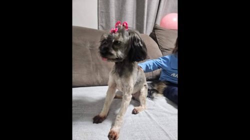 Cachorra Mel desapareceu no bairro Claudete Imagem referente a Cachorra Mel desapareceu no bairro Claudete