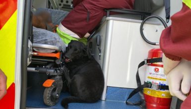 Cão “invade” ambulância para ficar ao lado do dono após acidente na BR-369 Imagem referente a Cão “invade” ambulância para ficar ao lado do dono após acidente na BR-369