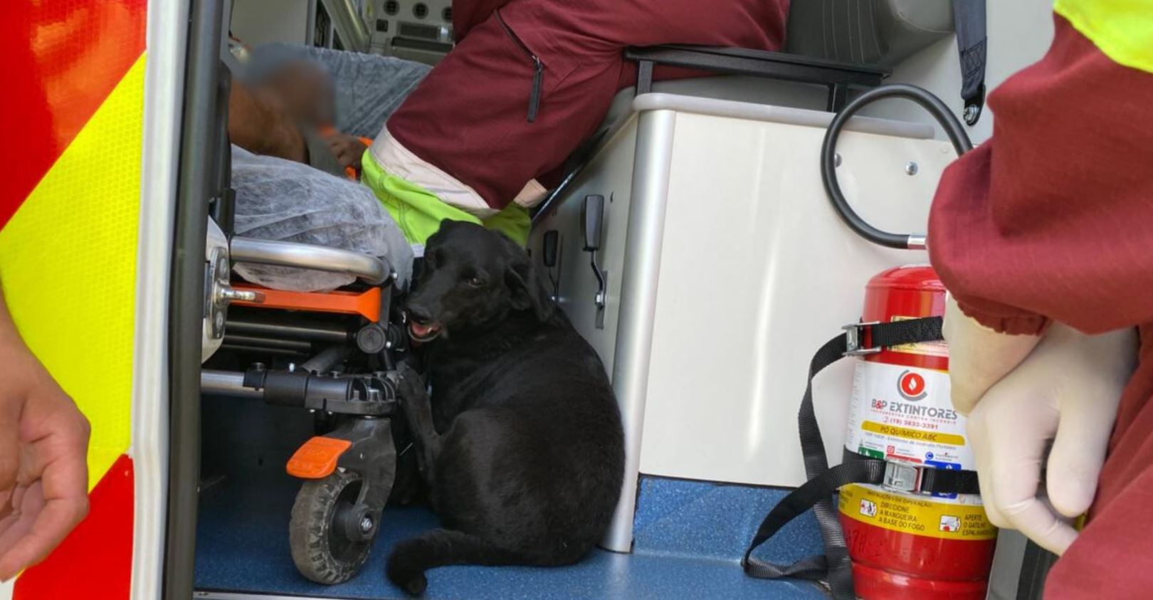 Cão “invade” ambulância para ficar ao lado do dono após acidente na BR-369
