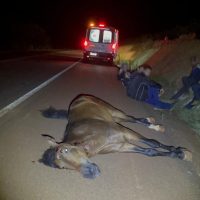 Imagem referente a Cavalo morre atropelado por veículo Creta na BR-369 em Cascavel